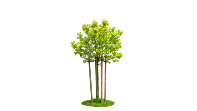 Newly planted tree in a landscaped garden with green grass surrounding its base