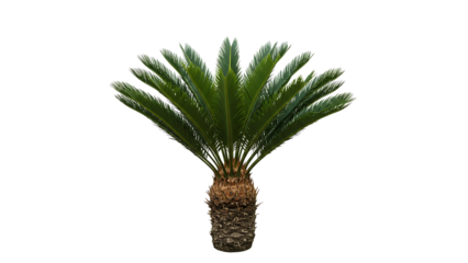 Vibrant cycad with lush fronds displayed against a plain background for visual appreciation and botanical study