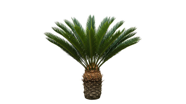 Vibrant cycad with lush fronds displayed against a plain background for visual appreciation and botanical study