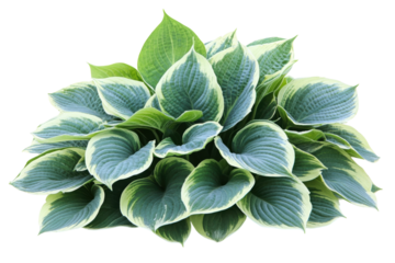 Lush Hosta Plant with Striking Green and White Leaves Isolated on Black Background Vibrant on transparent background