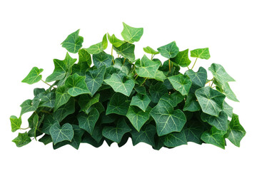 Fototapeta premium Lush vibrant green ivy leaves cluster isolated on black background perfect for design projects on transparent background