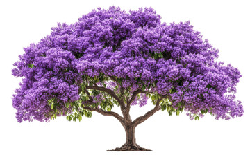 Fototapeta premium Majestic purple flowering tree isolated on black background vibrant blossoms stunning detail on transparent background