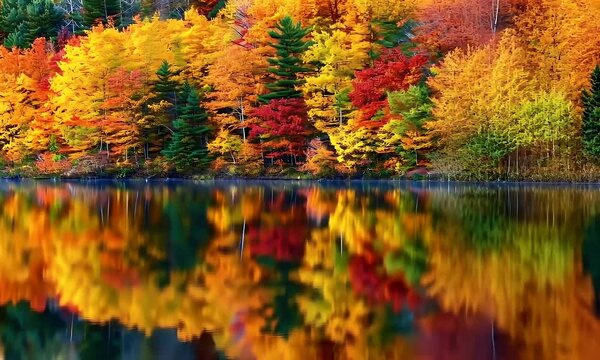 Stunning autumn forest with vivid orange, yellow, and green foliage mirrored perfectly in a calm lake. Ideal for seasonal nature and landscape content.