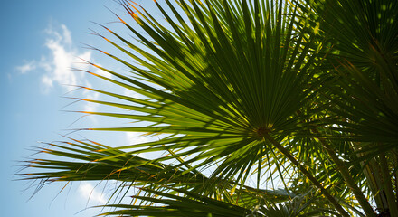 Fototapeta premium Sunlit Palm Frond Detail Against Azure Sky