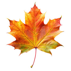 Fototapeta premium autumn maple leaves