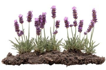 Vibrant lavender blossoms blooming on a patch of rich soil against a stark black background on transparent background