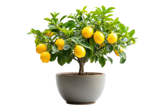 Vibrant lemon tree laden with ripe juicy lemons in a speckled grey pot against a stark black on transparent background