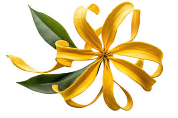 Vibrant yellow Canna Lily flower with green leaves dramatically posed against a black on transparent background
