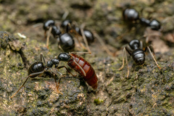 Black forest ant - Lasius fuliginosus, beautiful small black forest ant from Euroasian forests and woodlands, Czech Republic.