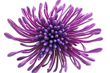 Vivid Purple Chrysanthemum Bloom Isolated on Black Background Detailed Macro Photography on transparent background