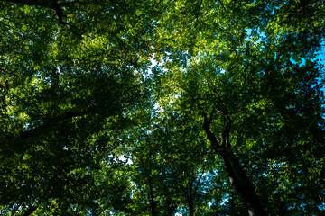 Fototapeta premium Nature of green leaf at summer. Natural green leaves plants. Forest background. Green nature background. Green leaf background. Leaf in forest. Leaves plants backdrop.