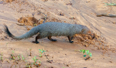 A small animal with a long tail is walking on the sand