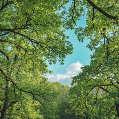 Fototapeta premium Looking Up Through Green Tree Canopy at Blue Sky and Clouds