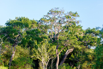 A tree with a lot of leaves is in the middle of a forest