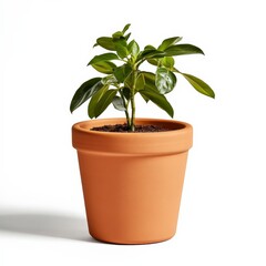 A vibrant green seedling sprouts from dark soil in a terracotta pot against a bright white background. The pot is cylindrical and simple, highlighting the fresh plant life.