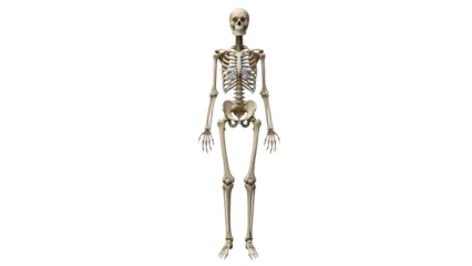 Human skeleton model stands upright in a bright background for educational purposes in a classroom or laboratory setting