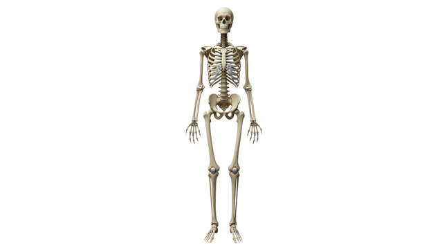 Human skeleton model stands upright in a bright background for educational purposes in a classroom or laboratory setting
