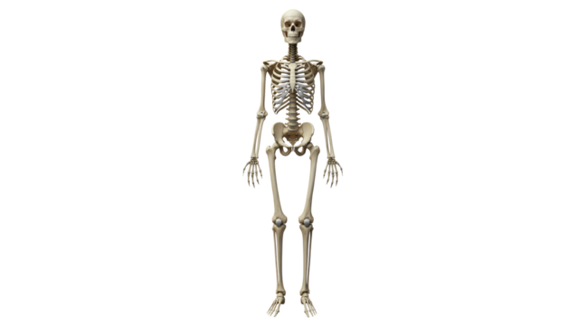Human skeleton model stands upright in a bright background for educational purposes in a classroom or laboratory setting