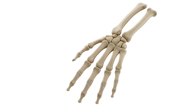 Detailed view of a human skeletal hand showcasing bones, ideal for educational purposes and anatomy studies