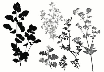 set of plants