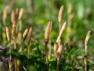 Equisetum arvense, the field horsetail or common horsetail in the meadow. Prehistoric plants. The most effective forms of horsetail control