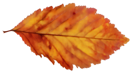 Judul yang Relevan dan User-Friendly:  Realistic Branch with Red Autumn Leaves Transparent Background