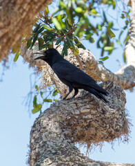A black bird is perched on a tree branch