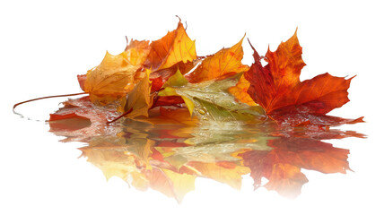 Realistic Autumn Leaves on Wet Surface with Reflection Transparent Background