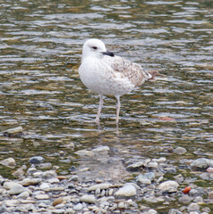 A seagull bird in flight over water