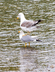 Two seagulls are standing on top of each other in a body of water