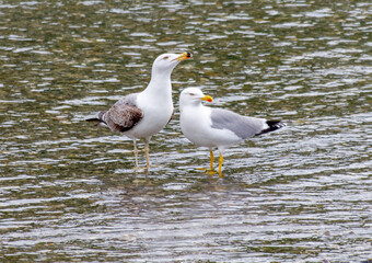 Two seagulls are standing in the water, one on the left and one on the right