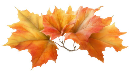 Fototapeta premium Realistic Branch with Red Autumn Leaves Transparent Background