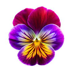 Naklejka premium Vibrant Pansy Flower Closeup