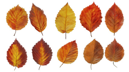 Realistic Symmetrical Fall Leaves Set on White Background Transparent Background