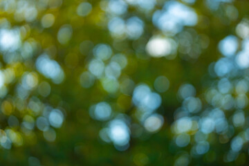 A soft green background with a natural blur effect. Summer foliage with bokeh. A fresh and vibrant green wallpaper. Blurred tree leaves backdrop. A bright and organic pattern of green light. Abstract