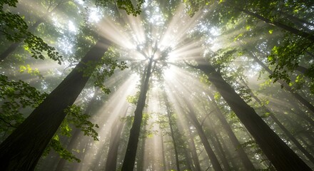 Enchanting Sunlight Filtering Through Towering Trees in a Lush Forest Canopy
