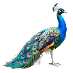 Obraz premium Majestic Indian Peacock Bird