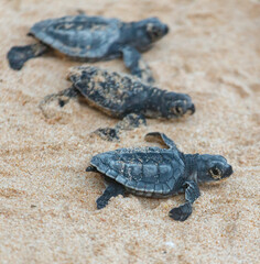 The turtles hatch from their eggs and crawl along the sand towards the ocean