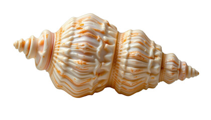 Ocean Shell: Close-up shot of a beautiful seashell, with its intricate patterns and textures, evokes a sense of serenity and wonder. This image captures the essence of the sea and its natural beauty.