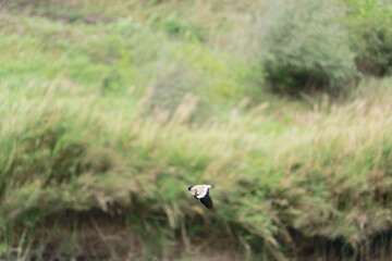 Bird in flight