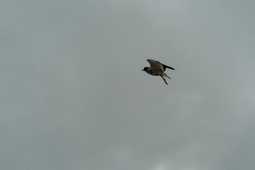 Bird in flight
