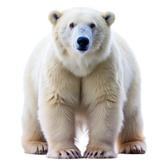 Fototapeta premium polar bear cub