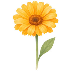 Fototapeta premium Isolated watercolor globe amaranth flower in hot pink, with white background