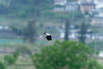Bird in flight