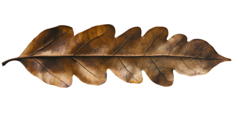 Detailed Brown Leaf Illustration Isolated Transparent Background