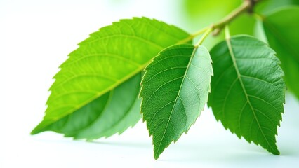 Obraz premium Cherry leaves, isolated on white background, fresh green tones and delicate vein texture, photorealistic macro