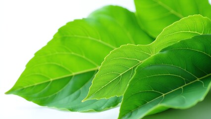 Obraz premium Jackfruit leaves, isolated on white background, deep green tones and natural vein texture, photorealistic macro
