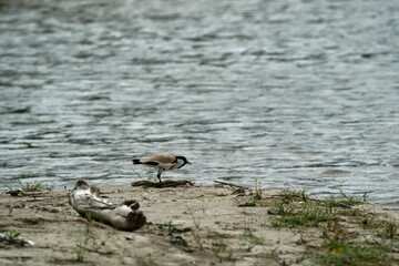 Bird near the river