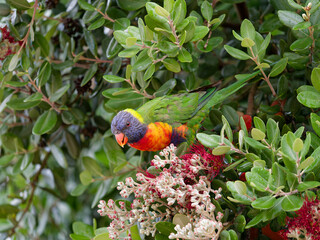 Rainbow lorikeet (Trichoglossus haematodus) perched on a New Zealand Christmas bush with red fruit flowers at Maitland New South Wales Australia.