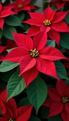 Fototapeta premium Vibrant red poinsettia blooms, lush green foliage , still life, leaves